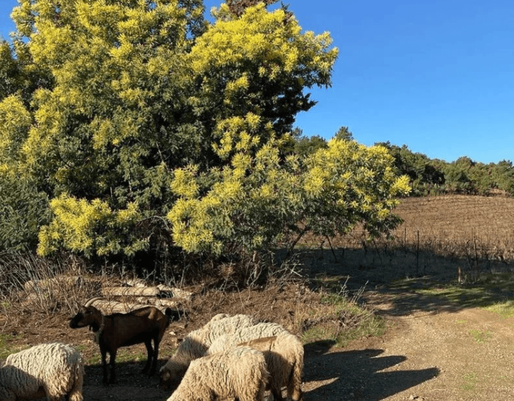 Domaine Maxime Magnon